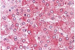 Anti-ERAP1 / ARTS1 antibody  ABIN1048575 IHC staining of human liver. (ERAP1 Antikörper  (Internal Region))