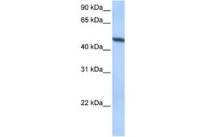 Western Blotting (WB) image for anti-ADAM Metallopeptidase Domain 33 (ADAM33) antibody (ABIN2463304) (ADAM33 Antikörper)