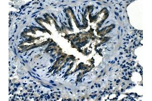 IHC analysis of Olr1 using anti-Olr1 antibody (ABIN7602018).