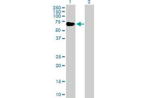Western Blot analysis of EYA2 expression in transfected 293T cell line by EYA2 MaxPab polyclonal antibody. (EYA2 Antikörper  (AA 1-538))
