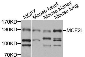 Western blot analysis of extracts of various cell lines, using MCF2L antibody (ABIN6003674) at 1/1000 dilution. (MCF2L Antikörper)