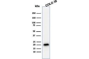 Western Blot Analysis of COLO38 cell lysate using MART-1 / Melan-A Mouse Monoclonal Antibody (A103). (MLANA Antikörper)