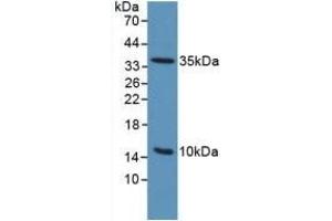 PLAUR Antikörper  (AA 13-114)