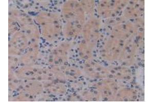 IHC-P analysis of Rat Kidney Tissue, with DAB staining. (IL17RE Antikörper  (AA 457-626))