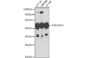 Western blot analysis of extracts of various cell lines, using ESE1/ESE1/ELF3 antibody (ABIN6130347, ABIN6140125, ABIN6140127 and ABIN6221990) at 1:1000 dilution. (ELF3 Antikörper  (AA 1-280))