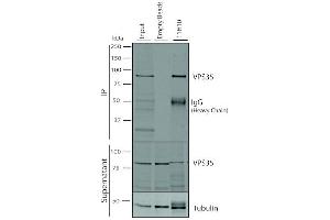Immunoprecipitation analysis using Mouse Anti-VPS35 Monoclonal Antibody, Clone 11H10 (ABIN6933026). (VPS35 Antikörper  (PE))