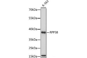 Western blot analysis of extracts of various cell lines using RPP38 Polyclonal Antibody at dilution of 1:1000. (RPP38 Antikörper)