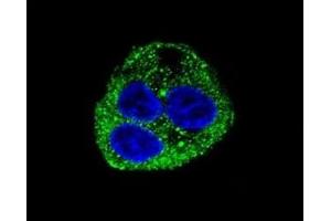 Confocal immunofluorescent analysis of Leptin antibody with HepG2 cells followed by Alexa Fluor 488-conjugated goat anti-rabbit lgG (green). (Leptin Antikörper  (AA 134-166))