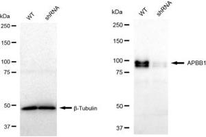 Western blotting analysis using APBB1 antibody (ABIN7797594).