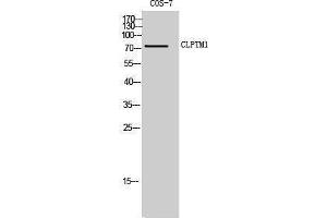 Western Blotting (WB) image for anti-Cleft Lip and Palate Associated Transmembrane Protein 1 (CLPTM1) (Internal Region) antibody (ABIN3174452) (CLPTM1 Antikörper  (Internal Region))