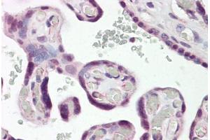Anti-DLX3 antibody IHC staining of human placenta.