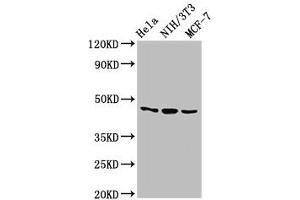 Western Blot Positive WB detected in: Hela whole cell lysate, NIH/3T3 whole cell lysate, MCF-7 whole cell lysate All lanes: MAP2K7 antibody at 2. (MAP2K7 Antikörper  (AA 17-160))