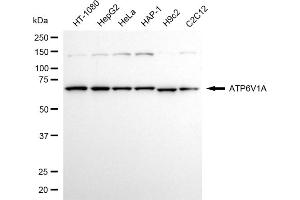 Western blotting analysis using ATP6V1A antibody (ABIN7797699).