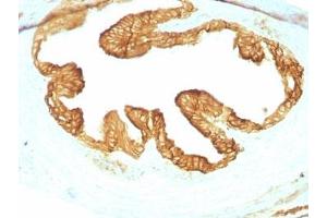 Formalin-fixed, paraffin-embedded rat Oviduct with pan Cytokeratin antibody cocktail (KRTL/1077 + KRTH/1076). (pan Keratin Antikörper)