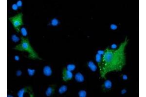 Immunofluorescence (IF) image for anti-ADP-Ribosylation Factor GTPase Activating Protein 1 (ARFGAP1) antibody (ABIN1496683) (ARFGAP1 Antikörper)
