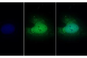 Detection of PCPE2 in Human U2OS cell using Polyclonal Antibody to Procollagen C Proteinase Enhancer 2 (PCPE2) (PCOLCE2 Antikörper  (AA 297-415))