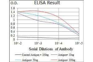 Red: Control Antigen (100ng) ; Purple: Antigen (10ng) ; Green: Antigen (50ng) ; Blue: Antigen (100ng). (MARK3 Antikörper  (AA 435-658))
