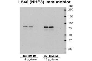 Western blot analysis of Rat kidney tissue lysates showing detection of NHE3 protein using Rabbit Anti-NHE3 Polyclonal Antibody . (SLC9A3 Antikörper  (APC))
