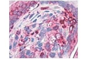 IHC testing of human stomach with AGR2 antibody at 4ug/ml. (AGR2 Antikörper  (N-Term))