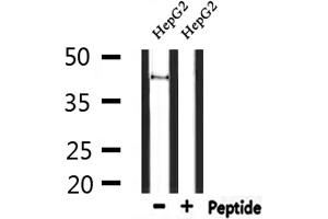 Western blot analysis of extracts from HepG2, using GPR85 Antibody. (GPR85 Antikörper  (Internal Region))