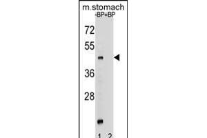 Western Blotting (WB) image for anti-Membrane Bound O-Acyltransferase Domain Containing 4 (MBOAT4) (AA 258-287) antibody (ABIN656250)