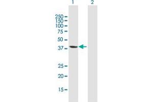 Western Blot analysis of MGC3207 expression in transfected 293T cell line by MGC3207 MaxPab polyclonal antibody. (MRI1 Antikörper  (AA 1-369))
