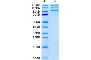 Human ITGAV&ITGB8 on Tris-Bis PAGE under reduced condition. (Integrin alpha V beta 8 (ITGAV & ITGB8) Heterodimer (AA 31-992) protein (His-Avi Tag))