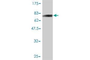 Western Blotting (WB) image for anti-Keratin 20 (KRT20) (AA 1-424) antibody (ABIN565739)