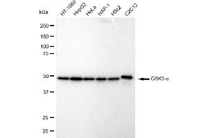 anti-Glycogen Synthase Kinase 3 alpha (GSK3a) antibody