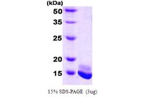SDS-PAGE (SDS) image for Calmodulin 2 (phosphorylase Kinase, Delta) (Calm2) (AA 1-149) protein (ABIN667070) (Calmodulin 2 Protein (AA 1-149))