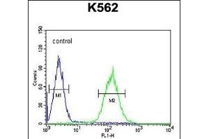 P5F1B Antibody (C-term) (ABIN654776 and ABIN2844457) flow cytometric analysis of K562 cells (right histogram) compared to a negative control cell (left histogram).