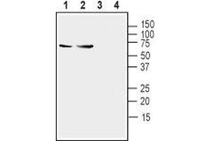 Western blot analysis of mouse (lanes 1 and 3) and rat (lanes 2 and 4) brain lysates:1,2. (Synaptotagmin I (SYT1) Peptid)