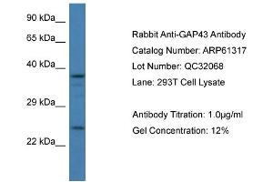 Western Blotting (WB) image for anti-Growth Associated Protein 43 (GAP43) (C-Term) antibody (ABIN786393) (GAP43 Antikörper  (C-Term))