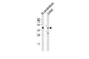 Western blot analysis of lysates from Hela, Raji, Jurkat, HT-29 cell line (from left to right), using GLUL Antibody (N-term) (ABIN390879 and ABIN2841093). (GLUL Antikörper  (N-Term))