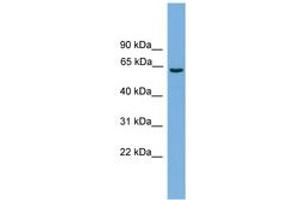 Image no. 1 for anti-Solute Carrier Organic Anion Transporter Family, Member 1A2 (SLCO1A2) (AA 451-500) antibody (ABIN6744755) (SLCO1A2 Antikörper  (AA 451-500))