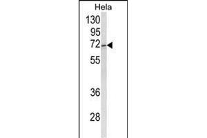 Western blot analysis of ASPSCR1 Antibody (C-term) (ABIN652768 and ABIN2842505) in Hela cell line lysates (35 μg/lane). (ASPSCR1 Antikörper  (C-Term))