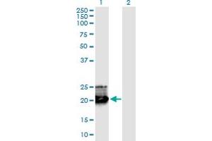Western Blot analysis of GH1 expression in transfected 293T cell line by GH1 monoclonal antibody (M02), clone 8G6. (Growth Hormone 1 Antikörper  (AA 1-217))