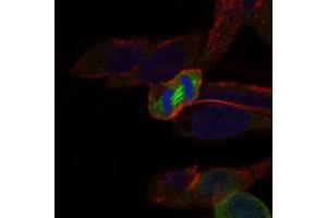 Immunofluorescence analysis of HeLa cells using PLK1 mouse mAb (green).