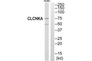 Western Blotting (WB) image for anti-Chloride Channel Ka (CLCNKA) (C-Term) antibody (ABIN1851090) (CLCNKA Antikörper  (C-Term))