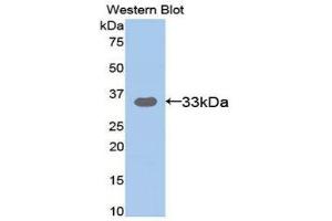 Western Blotting (WB) image for anti-Amyloid beta (A4) Precursor-Like Protein 2 (APLP2) (AA 607-852) antibody (ABIN3201815) (APLP2 Antikörper  (AA 607-852))
