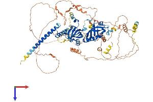 HIF1A Protein (AA 1-826) (His tag)