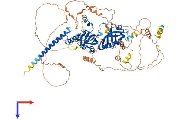 HIF1A Protein (AA 1-826) (His tag)