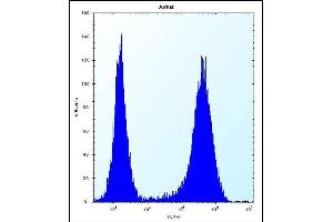 SPOPL Antibody (Center) (ABIN656695 and ABIN2845929) flow cytometric analysis of Jurkat cells (right histogram) compared to a negative control cell (left histogram). (SPOPL Antikörper  (AA 221-249))