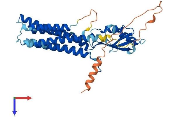 SLC30A8 Protein (AA 1-369) (His tag)