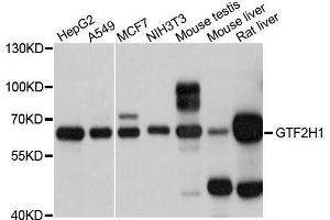 Western blot analysis of extracts of various cell lines, using GTF2H1 antibody. (GTF2H1 Antikörper  (AA 1-425))