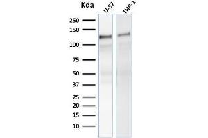 Western Blot Analysis of human U-87, THP-1 cell lysate using VCL Mouse Monoclonal Antibody (VCL/2575). (Vinculin Antikörper  (AA 174-322))