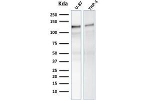 Western Blot Analysis of human U-87, THP-1 cell lysate using VCL Mouse Monoclonal Antibody (VCL/2575).
