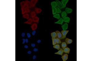 ABIN6263607 and ABIN6272359 staining Hela cells(30 min of UV treatment) by IF/ICC. (Neurexin 1 Antikörper  (N-Term))
