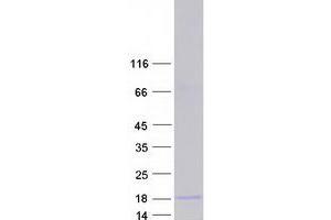 Validation with Western Blot