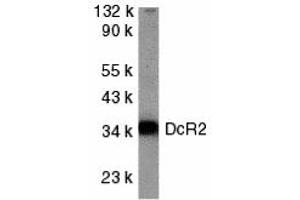 Western Blotting (WB) image for anti-Tumor Necrosis Factor Receptor Superfamily, Member 10d, Decoy with Truncated Death Domain (TNFRSF10D) (Cytoplasmic Domain) antibody (ABIN1030842) (DcR2 Antikörper  (Cytoplasmic Domain))